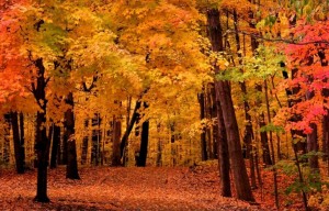 Fall Colors