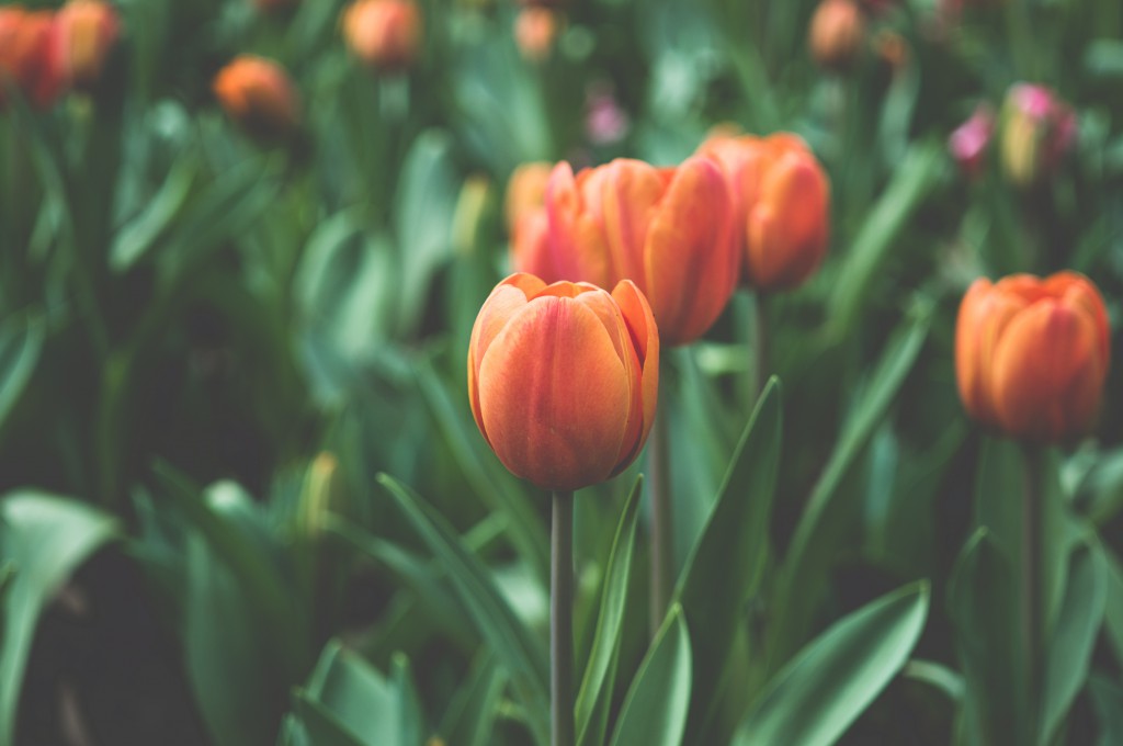 flowers in spring