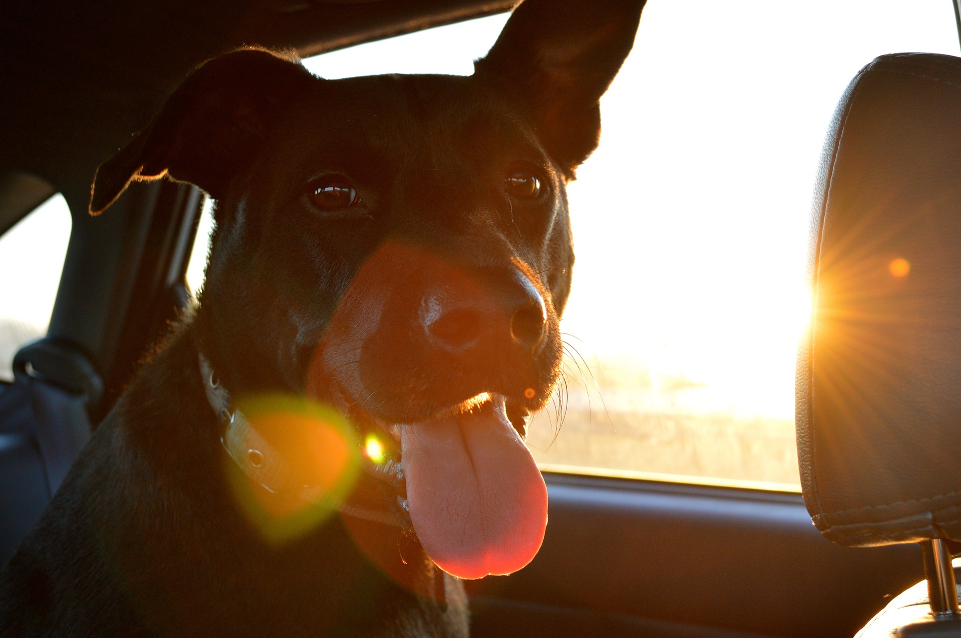pet travel: dog in car